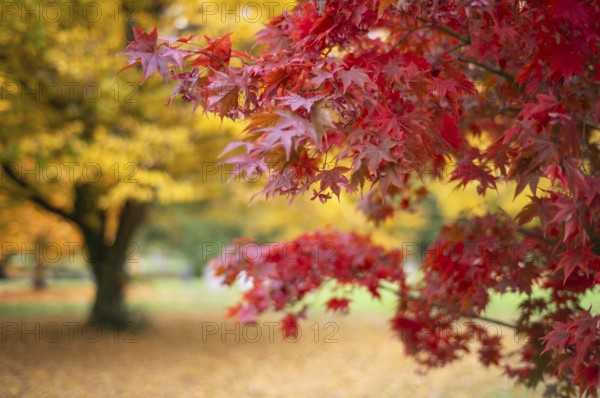 Maple, maple tree, red, autumn leaves, leaves, main cemetery, autumn, autumn, Stuttgart,