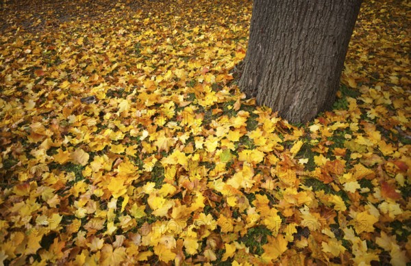 Autumn leaves, leaves, tree trunk, main cemetery, autumn, autumn, autumn mood, Stuttgart,