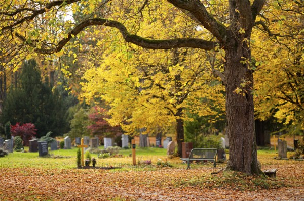 Grave, graves, tombstones, tree, autumn leaves, leaves, main cemetery, autumn, autumn mood,