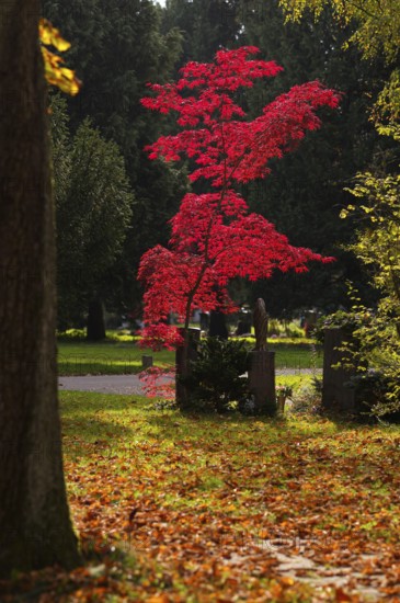 Maple, maple tree, red, trees, grave, graves, tombstones, park, autumn leaves, main cemetery,