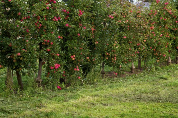Apple orchard, apple trees, apples, apple farming, agriculture, Stuttgart, Baden-Württemberg,