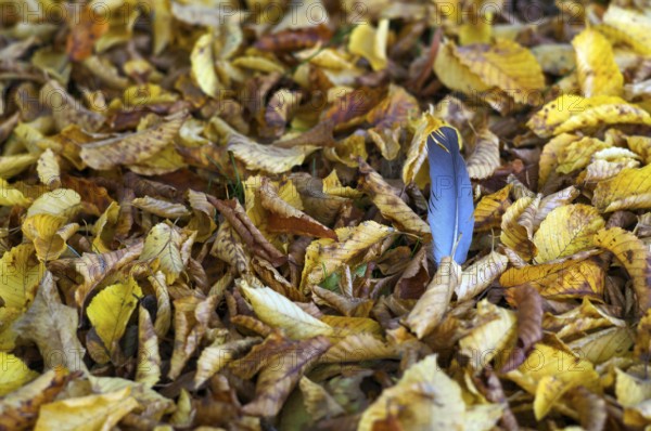Dove feather, plume of a dove, lying in autumn leaves, main cemetery, autumn, Stuttgart,