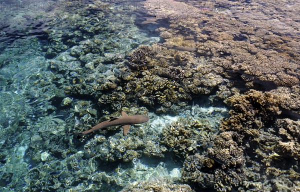 Blacktip reef shark over the corals of Fakarava, South Seas, Tahiti, French Polynesia