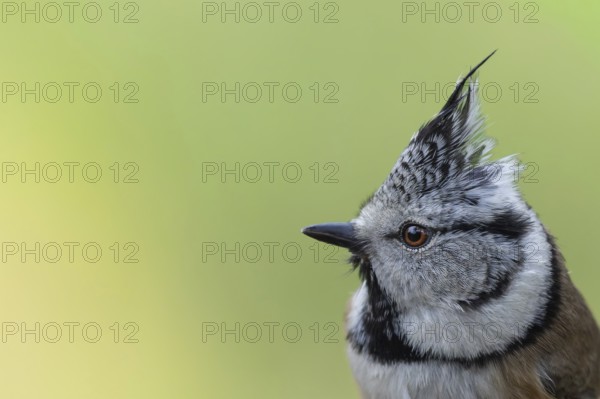 Crested tit (Parus cristatus) portrait of the side view of the head with raised bonnet, coniferous