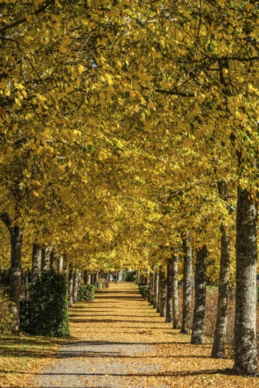 Alley with linden trees in autumn color and with yellow leaves on the ground in Ystad, Skåne
