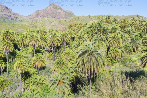 Palm trees, Santa Lucía de Tirajana, Gran Canaria, Canary Islands, Spain