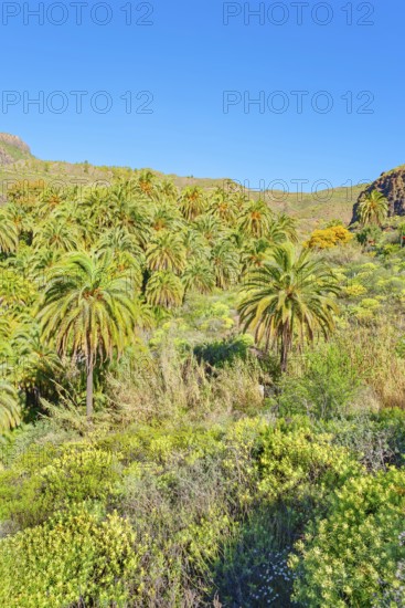 Oasis, Santa Lucía de Tirajana, Gran Canaria, Canary Islands, Spain