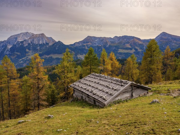 Falzalm in front of autumnal larches, in the back Hoher Göll, Schneibstein and Kahlersberg,
