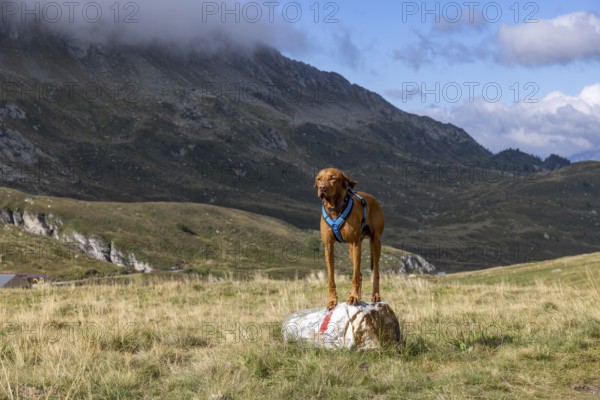 Vizsla male standing on stone with hiking trail markings, Alpe Carorescio, ascent to Passo del