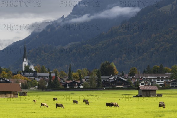 Cows, Allgäu brown cattle, pasture at sunrise, Loretto meadows, near Oberstdorf, Allgäu, Bavaria,