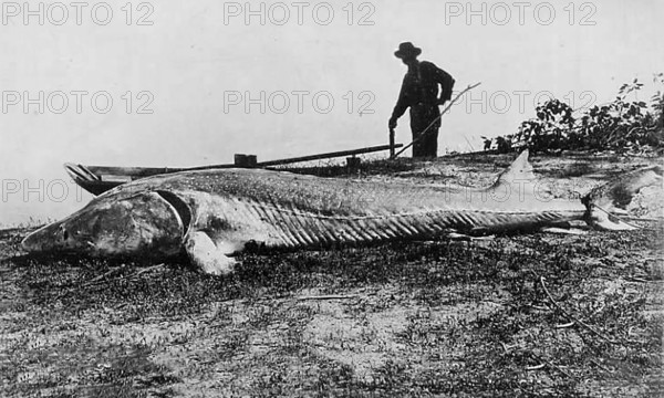Fisherman with caught large sturgeon, white sturgeon (Sinosturio transmontanus), about 4, 50 meters