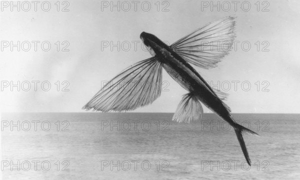 The Californian flying fish (Cheilopogon pinnatibarbatus californicus), around 1930s, Catalina