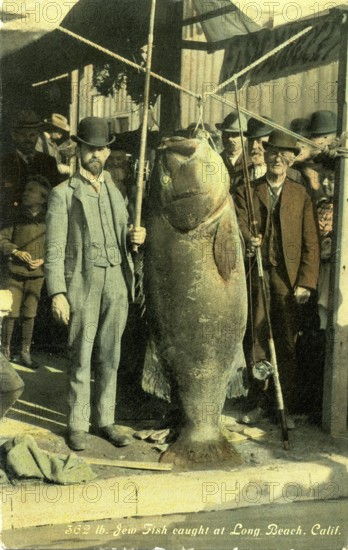 Two men with Pacific giant perch (Stereolepis gigas), weight, approx. 1.80 meters long, around