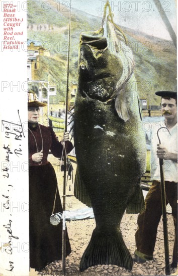 Couple with giant Pacific bass (Stereolepis gigas), 4161 pounds, approx. 2 meters long, about 1910,