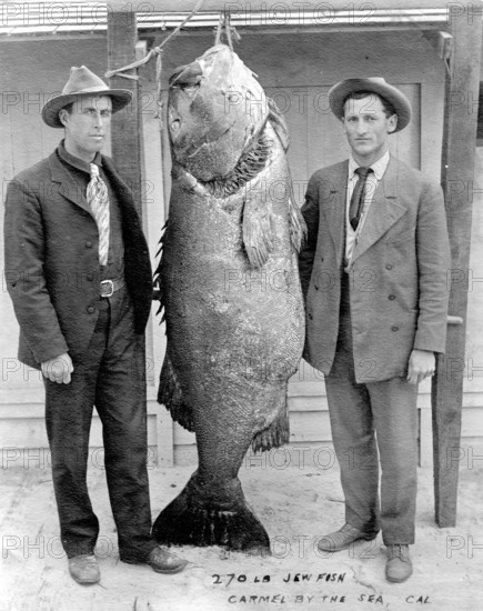 Two men with Pacific giant perch (Stereolepis gigas), weight, approx. 1.80 meters long, about 1925,