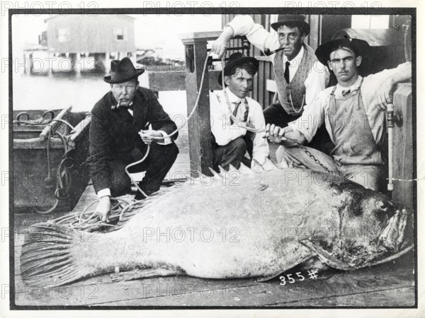 Four men kneel in front of a giant grouper (Epinephelus itajara), which was caught in St.