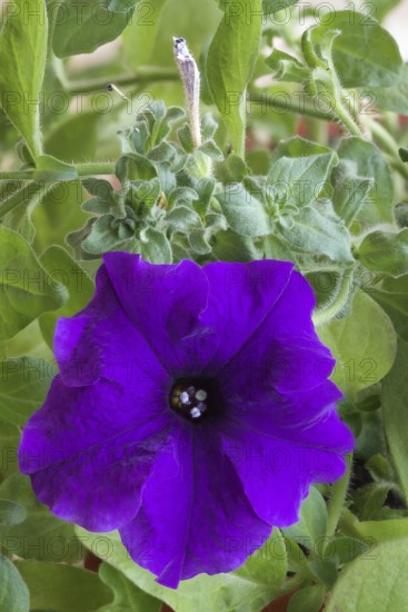 Petunia flower