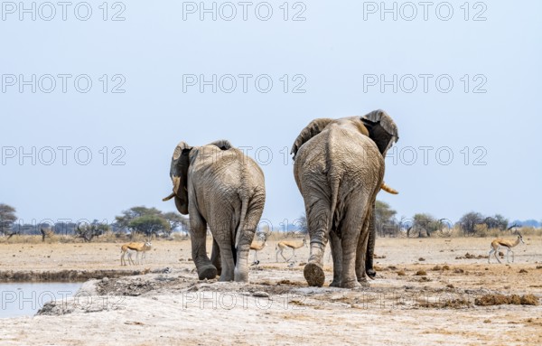 African elephant (Loxodonta africana), two adult males from behind, leave the waterhole, Nxai Pan