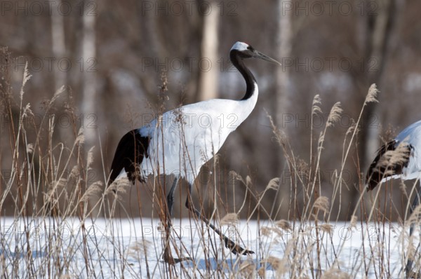 Japanese crane, Red-crowned crane (Grus japonensis), Japan