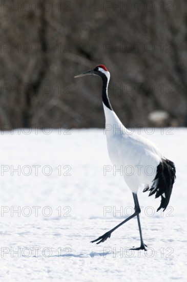 Japanese crane, Red-crowned crane (Grus japonensis), Japan