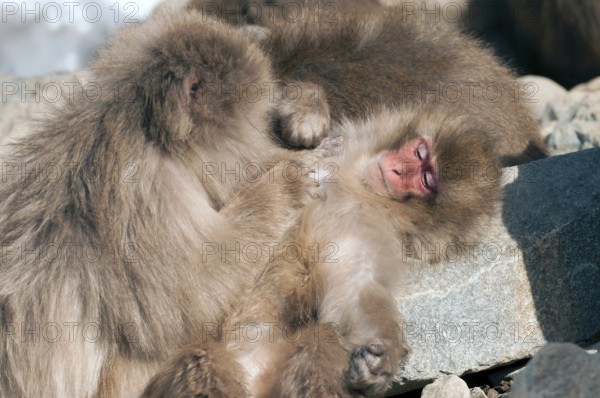 Japanese macaque or snow japanese monkey (Macaca fuscata), Japan Monkey-Japanese, Macaca fuscata