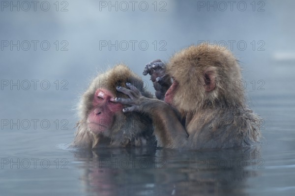 Japanese macaque or snow japanese monkey in onsen (Macaca fuscata), Japan Monkey-Japanese, Macaca