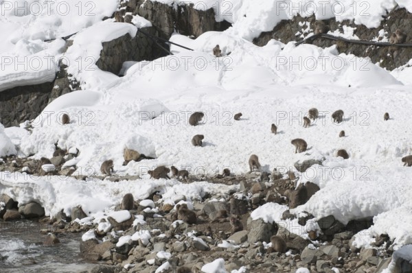 Japanese macaque or snow japanese monkey (Macaca fuscata), group in the snow, Japan