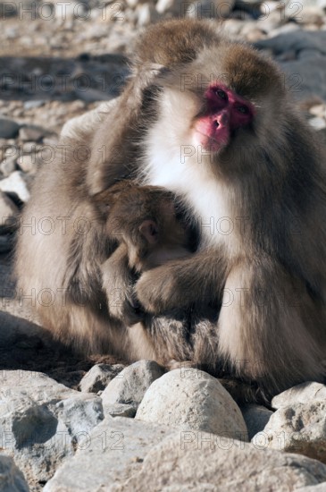 Japanese macaque or snow japanese monkey with baby (Macaca fuscata), Japan Monkey-Japanese, Macaca