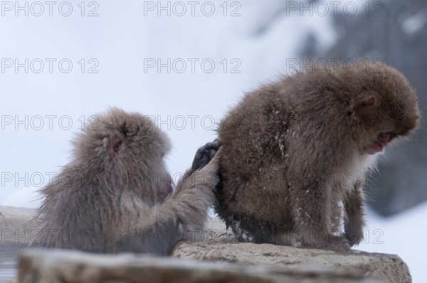 Japanese macaque or snow japanese monkey, baby and mom in onsen (Macaca fuscata), Japan