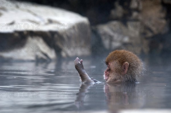 Japanese macaque or snow japanese monkey in onsen (Macaca fuscata), baby needs milk, Japan