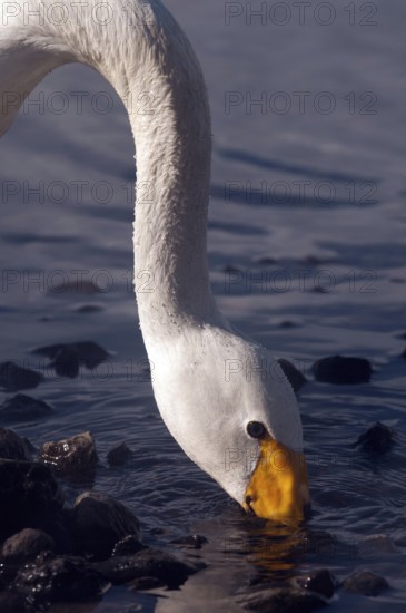 Whooper swan (Cygnus cygnus) searching for food, Japan