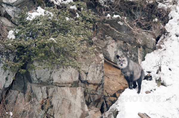 Japanese Serow in winter (Capricornis crispus), Japan Japanese serow, antelope, Japanese goat,