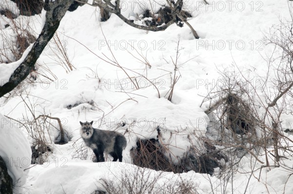 Japanese Serow (Capricornis crispus), Japan Japanese serow, antelope, Japanese goat, Capricornis