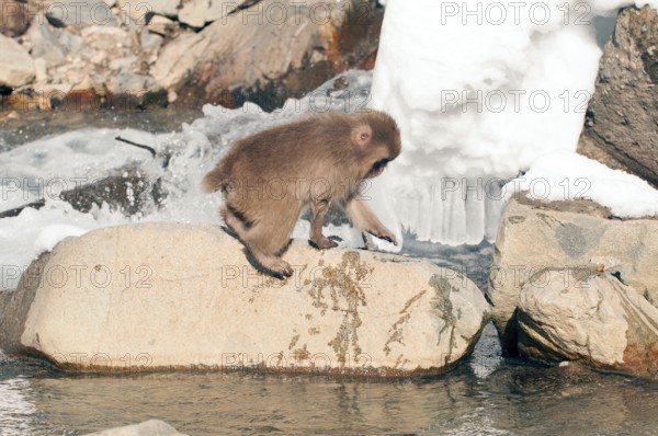 Japanese macaque or snow japanese monkey (Macaca fuscata), young, Japan Monkey-Japanese, Macaca