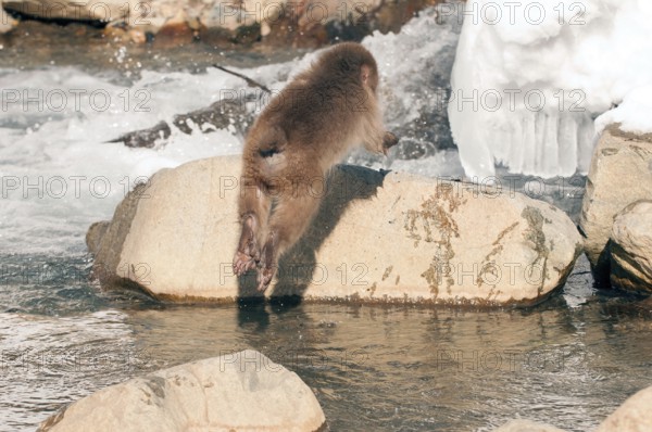 Japanese macaque or snow japanese monkey, young jumping (Macaca fuscata), Japan Monkey-Japanese,