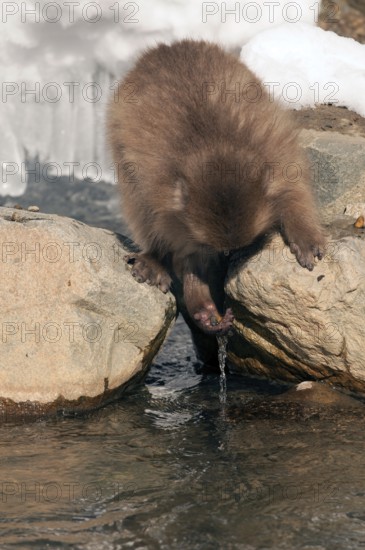 Japanese macaque or snow japanese monkey (Macaca fuscata), young, Japan Monkey-Japanese, Macaca