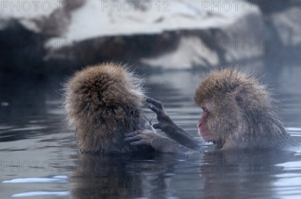 Japanese macaque or snow japanese monkey in onsen (Macaca fuscata), Japan Monkey-Japanese, Macaca