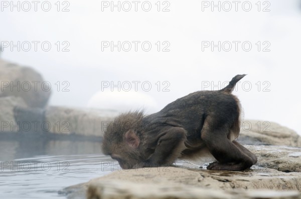 Japanese macaque or snow japanese monkey in onsen (Macaca fuscata), baby drinking, Japan