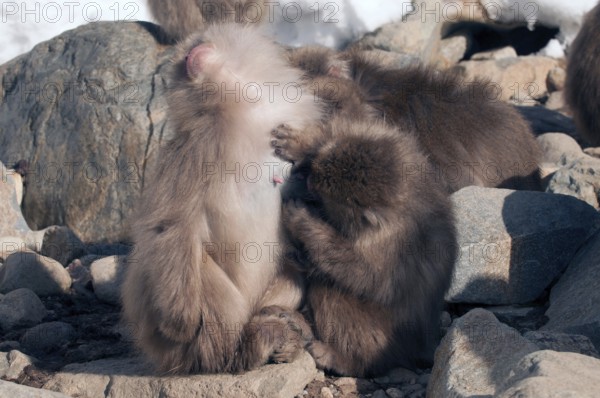 Japanese macaque or snow japanese monkey, mom and baby hungry (Macaca fuscata), Japan