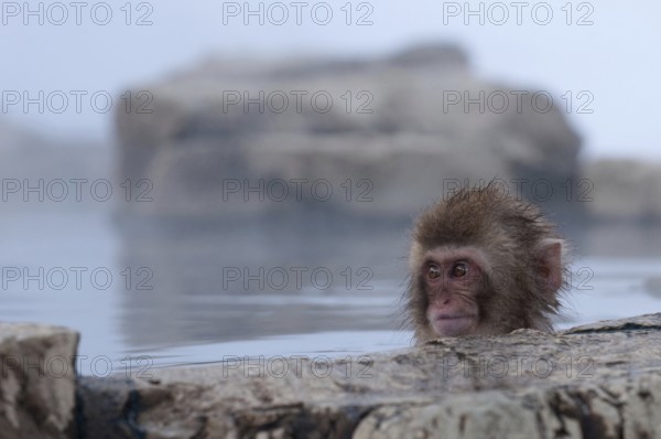 Japanese macaque or snow japanese monkey, baby, in onsen, playing with ice (Macaca fuscata), Japan
