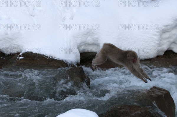 Japanese macaque or snow japanese monkey jumping the river (Macaca fuscata), Japan Monkey-Japanese,