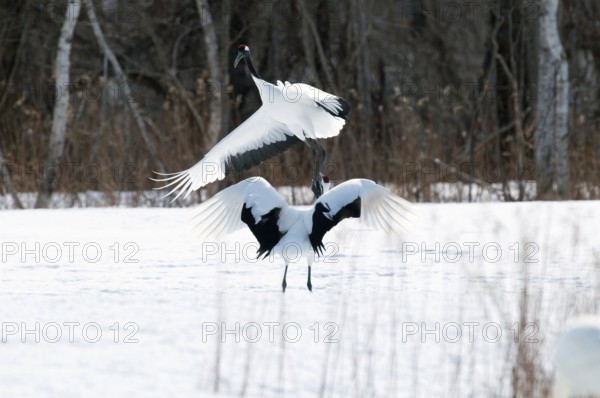 Japanese crane, Red-crowned crane, couple dancing in love season (Grus japonensis), Japan Manchuria