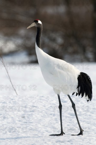 Japanese crane, Red-crowned crane (Grus japonensis), Japan Manchuria Crane, Japanese Crane, Grus