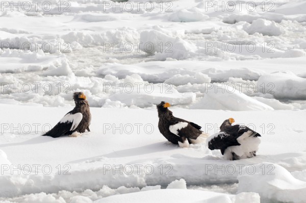 Steller's sea eagle (Haliaeetus pelagicus) on the pack, Russia Steller's sea eagle, Haliaeetus