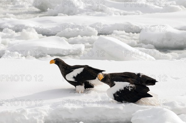 Steller's sea eagle (Haliaeetus pelagicus) couple on the pack, Russia Steller's sea eagle,