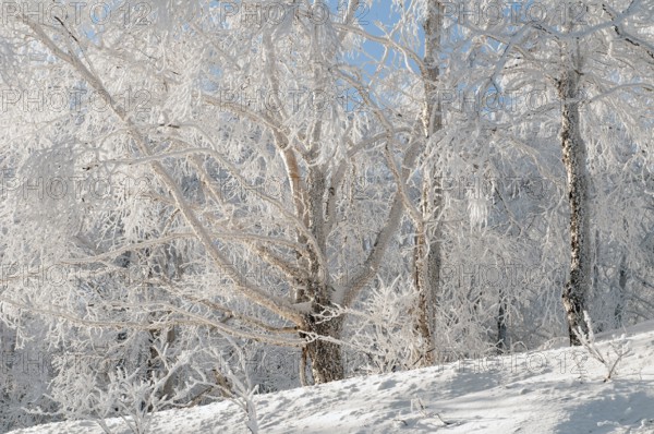 Landscape in winter of Hokkaido, Japan Landscape, Hokkaido, North, East, Winter, (Paysage) Japan,