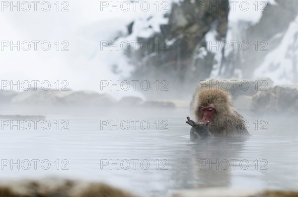 Japanese macaque or snow japanese monkey in onsen (Macaca fuscata), Japan Monkey-Japanese, Macaca