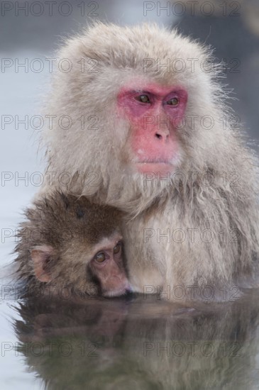 Japanese macaque or snow japanese monkey, baby and mom in onsen (Macaca fuscata), Japan