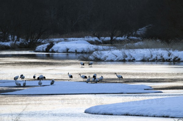 Japanese crane, Red-crowned crane (Grus japonensis), flock before sunrise, Japan Manchuria Crane,