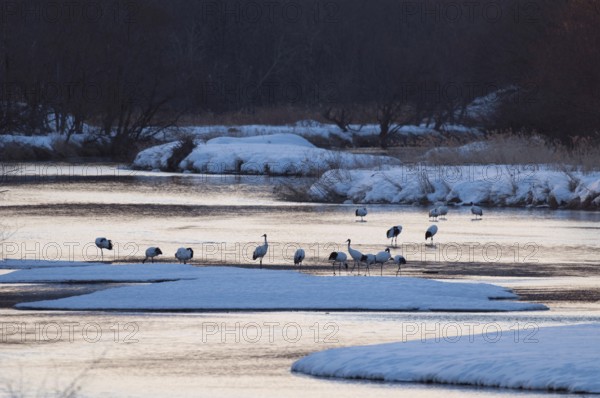 Japanese crane, Red-crowned crane (Grus japonensis), flock in the river before sunrise, Japan